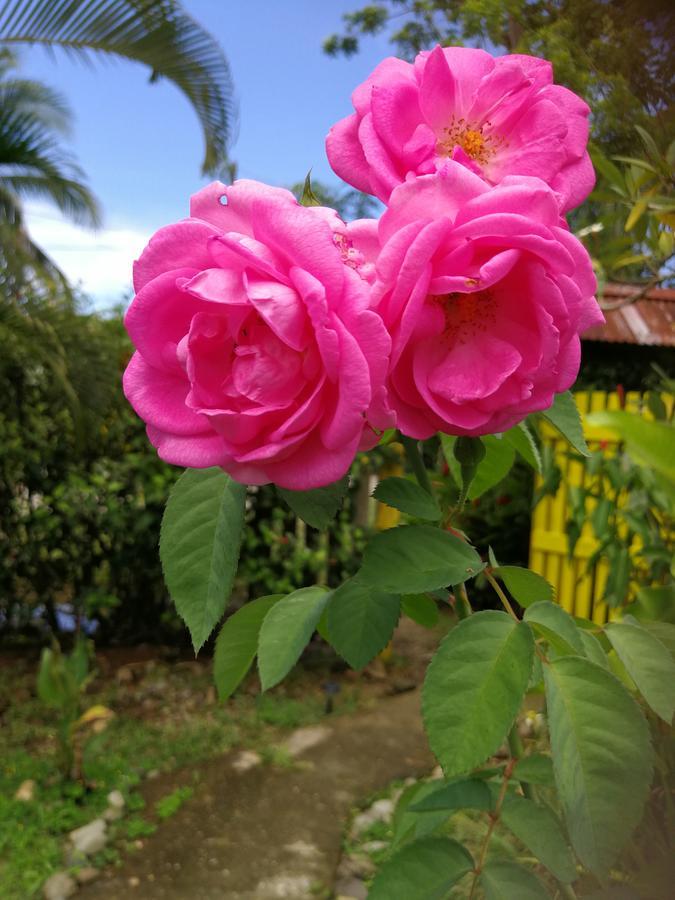 Secret Garden Hotel Cahuita Bagian luar foto